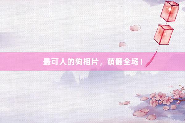 最可人的狗相片,萌翻全场!